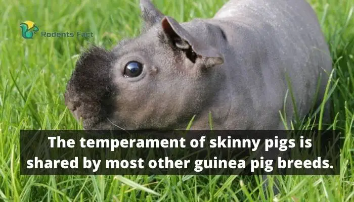 The temperament of skinny pigs is shared by most other guinea pig breeds.