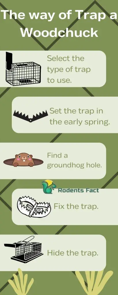 Proven Method on How to Trap a Groundhog?