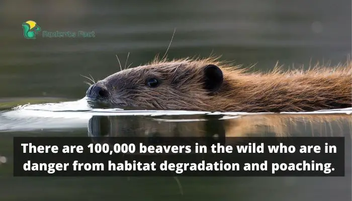 There are 100,000 beavers in the wild who are in danger from habitat degradation and poaching.