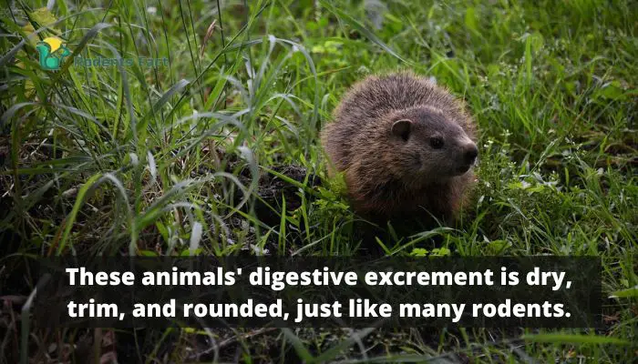 These animals' digestive excrement is dry, trim, and rounded, just like many rodents.