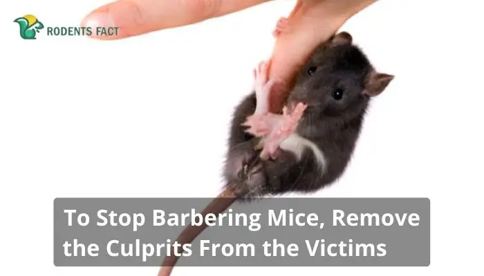 To Stop Barbering Mice, Remove the Culprits From the Victims