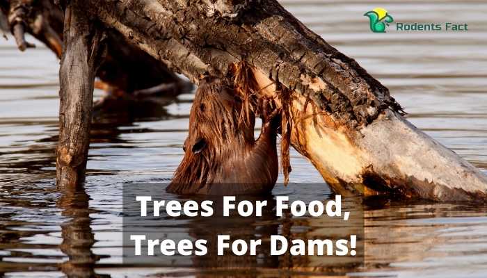 Trees For Food, Trees For Dams!