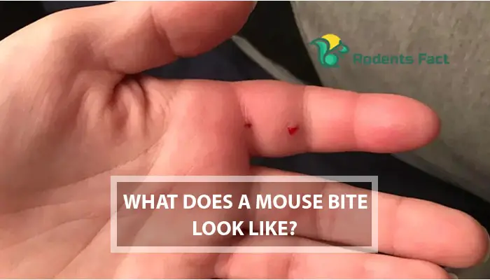 What Does A Mouse Bite Look Like