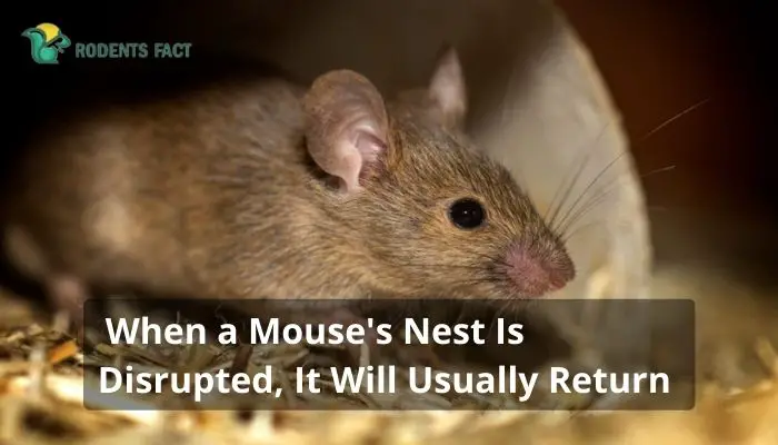 When a Mouse's Nest Is Disrupted, It Will Usually Return