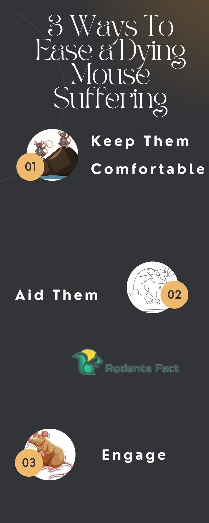 Should I Help a Dying Mouse? How To End Their Suffering?