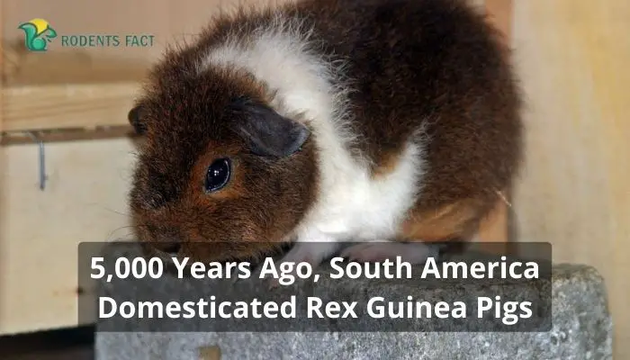 5,000 Years Ago, South America Domesticated Rex Guinea Pigs