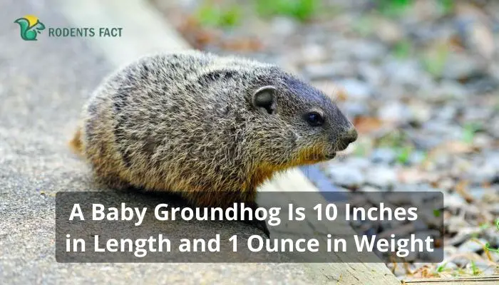 A Baby Groundhog Is 10 Inches in Length and 1 Ounce in Weight