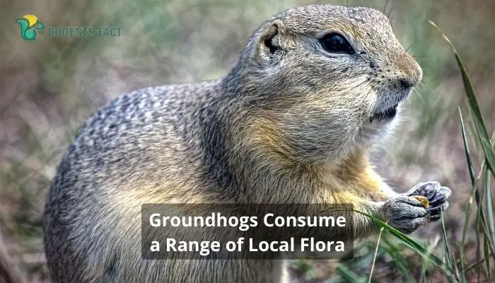 A Baby Groundhog Is 10 Inches in Length and 1 Ounce in Weight