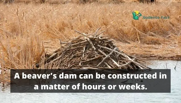 A beaver’s dam can be constructed in a matter of hours or weeks.