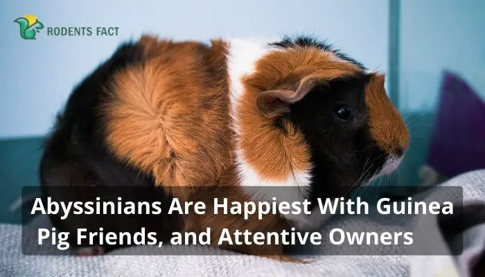Abyssinians Are Happiest With Guinea Pig Friends, and Attentive Owners