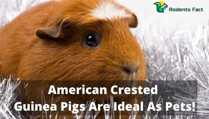 American Crested Guinea Pigs Are Ideal As Pets!