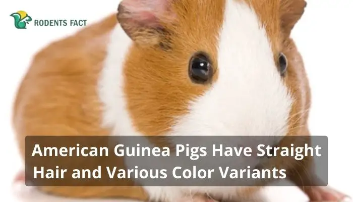 American Guinea Pigs Have Straight Hair and Various Color Variants