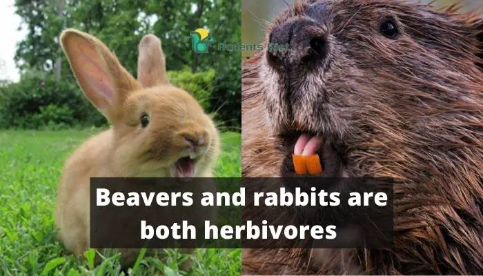 Beavers and rabbits are both herbivores.