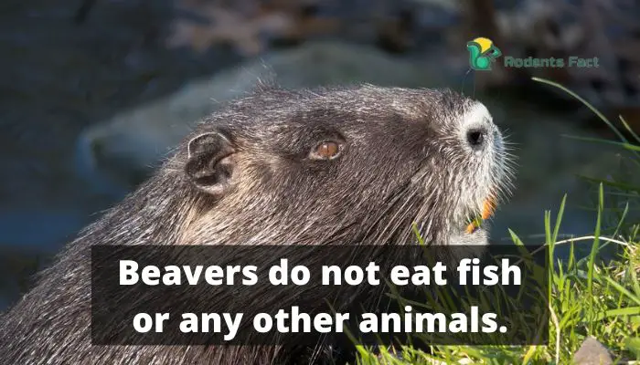Beavers do not eat fish or any other animals.