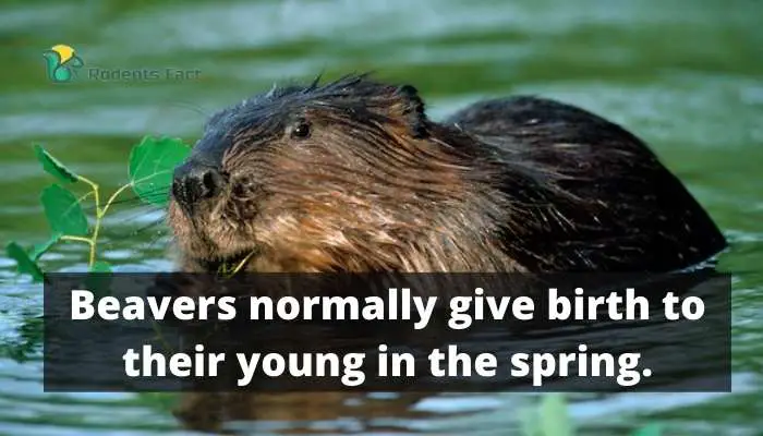 Beavers normally give birth to their young in the spring.