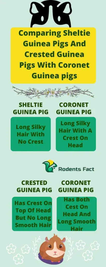 Comparing Sheltie Guinea Pigs And Crested Guinea Pigs With Coronet Guinea pigs