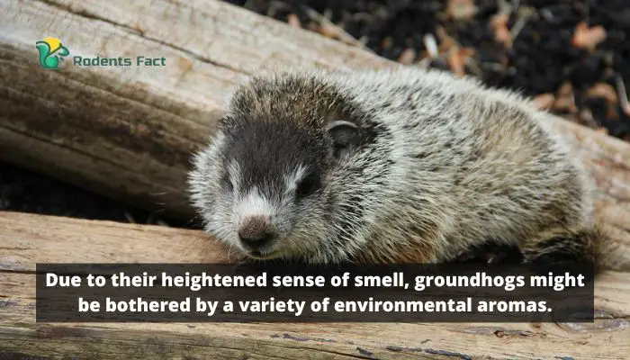 Due to their heightened sense of smell, groundhogs might be bothered by a variety of environmental aromas.