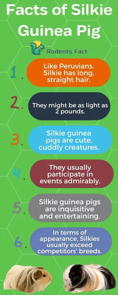  Facts of Silkie Guinea Pig