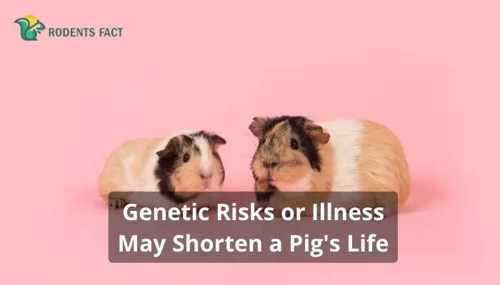 Genetic Risks or Illness May Shorten a Pig's Life