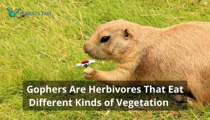 Gophers Are Herbivores That Eat Different Kinds of Vegetation