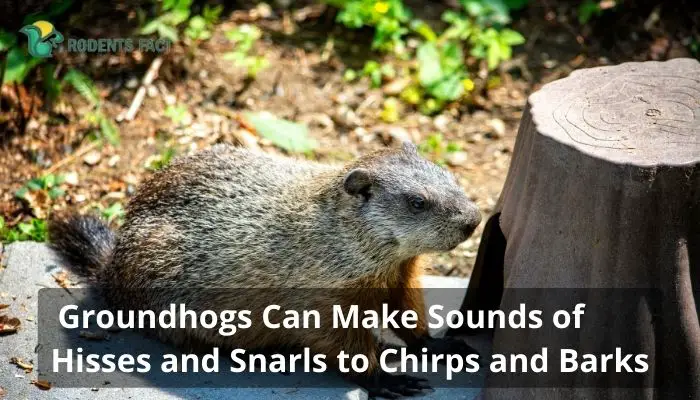  Groundhogs Can Make Sounds of Hisses and Snarls to Chirps and Barks