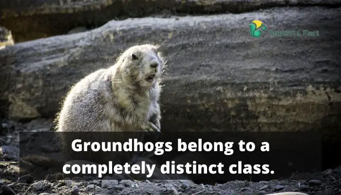 Groundhogs belong to a completely distinct class.