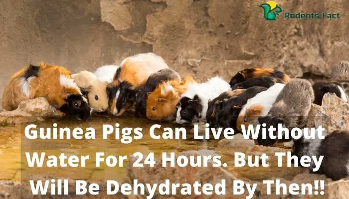 Guinea Pigs Can Live Without Water For 24 Hours. But They Will Be Dehydrated By Then!!