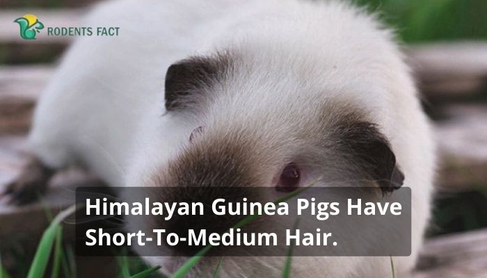 Himalayan Guinea Pigs Have Short-To-Medium Hair