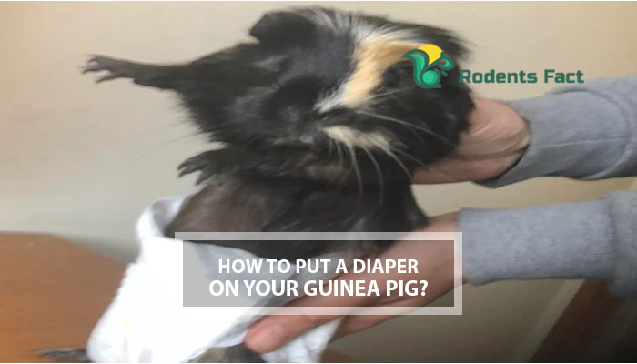 How to Put a Diaper on Your Guinea Pig