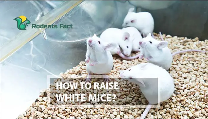 How to Raise White Mice