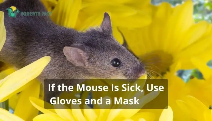 If the Mouse Is Sick, Use Gloves and a Mask