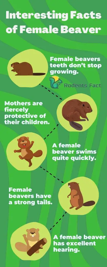 Interesting Facts of Female Beaver