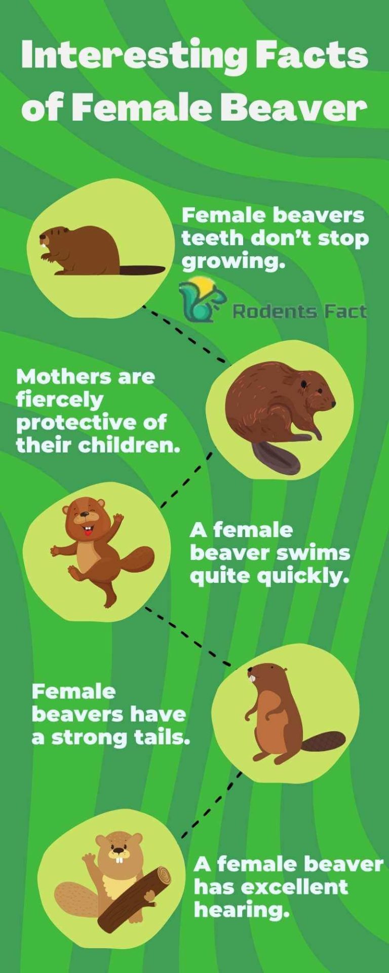 5-surprising-facts-about-the-female-beaver