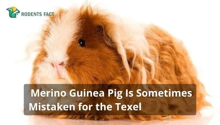 Merino Guinea Pig Is Sometimes Mistaken for the Texel