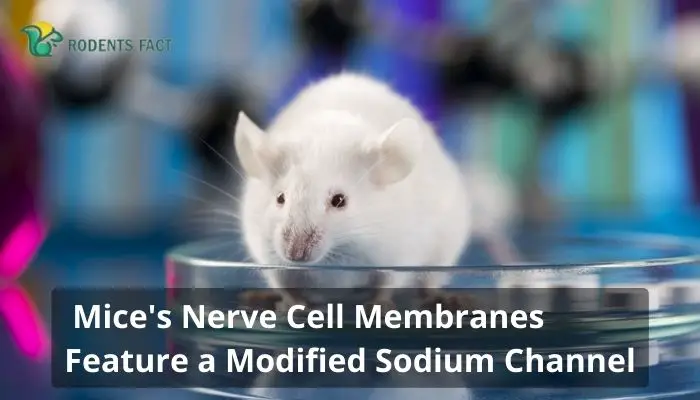 Mice's Nerve Cell Membranes Feature a Modified Sodium Channel