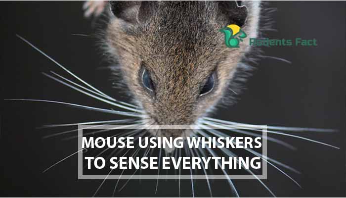  Mouse Using Whiskers to Sense Everything