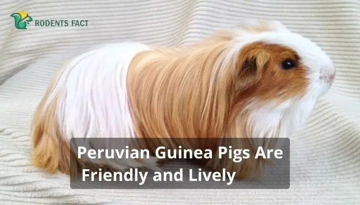 Peruvian Guinea Pigs Are Friendly and Lively