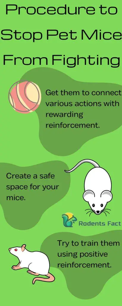 Procedure to Stop Pet Mice From Fighting