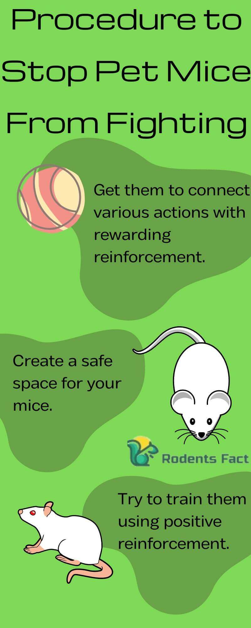 Why Are My Pet Mice Fighting? 3 Steps to Prevent Mice Fight