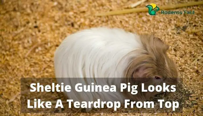 Sheltie Guinea Pig Looks Like A Teardrop From Top