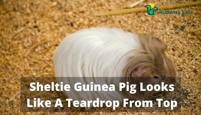 Sheltie Guinea Pig Looks Like A Teardrop From Top