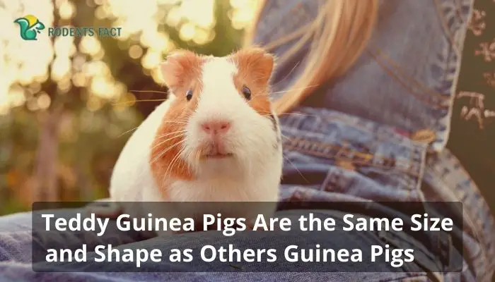 Teddy Guinea Pigs Are the Same Size and Shape as Others Guinea Pigs