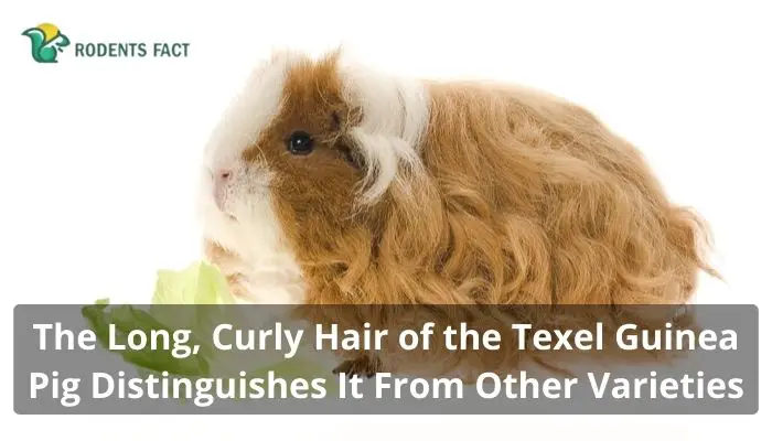  The Long, Curly Hair of the Texel Guinea Pig Distinguishes It From Other Varieties