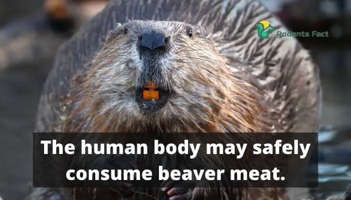 The human body may safely consume beaver meat.