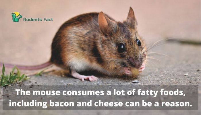 The mouse consumes a lot of fatty foods, including bacon and cheese can be a reason.