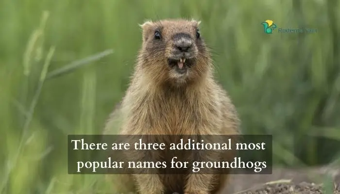 There are three additional most popular names for groundhogs.