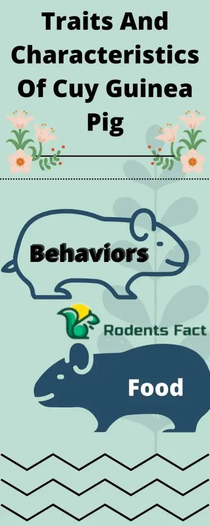 Traits And Characteristics Of Cuy Guinea Pig