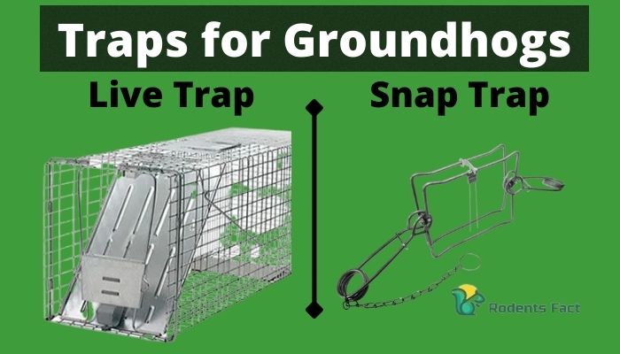 Traps for Groundhogs.