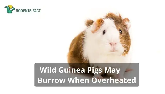 Wild Guinea Pigs May Burrow When Overheated
