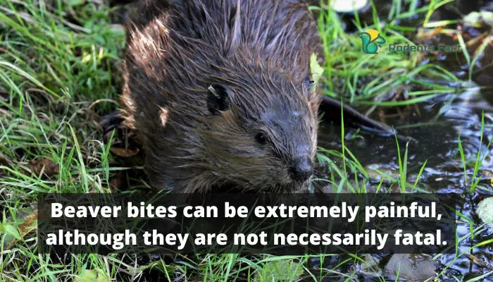 beaver bites can be extremely painful, although they are not necessarily fatal
